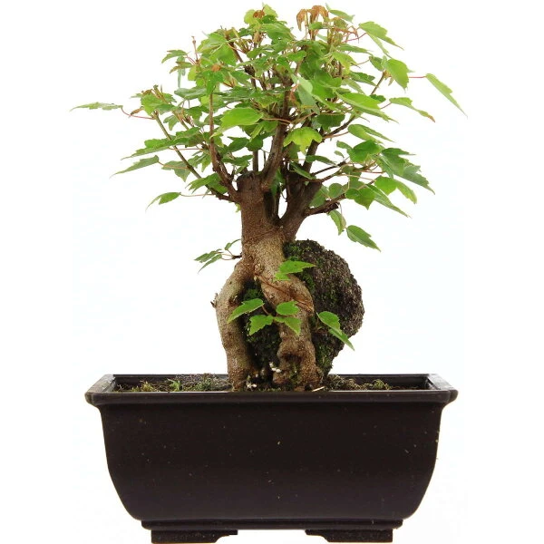 Dreispitzahorn, Bonsai, 9 Jahre, 23cm 3 Dreispitzahorn, Bonsai, 9 Jahre, 23cm