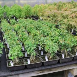 Pflanzen-Bonsai-Shop -Pflanzen-Bonsai-Shop oacebue094 582