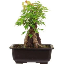 Dreispitzahorn, Bonsai, 11 Jahre, 26cm