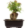 Dreispitzahorn, Bonsai, 11 Jahre, 24cm -Pflanzen-Bonsai-Shop oacebue111 21