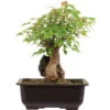 Dreispitzahorn, Bonsai, 11 Jahre, 28cm