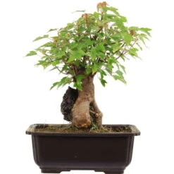 Dreispitzahorn, Bonsai, 11 Jahre, 28cm