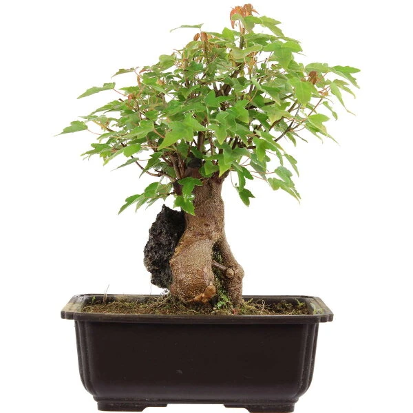 Dreispitzahorn, Bonsai, 11 Jahre, 28cm 3 Dreispitzahorn, Bonsai, 11 Jahre, 28cm