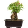 Dreispitzahorn, Bonsai, 11 Jahre, 24cm 2 Dreispitzahorn, Bonsai, 11 Jahre, 24cm -Pflanzen-Bonsai-Shop oacebue111 36