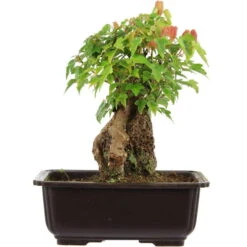 Dreispitzahorn, Bonsai, 11 Jahre, 24cm