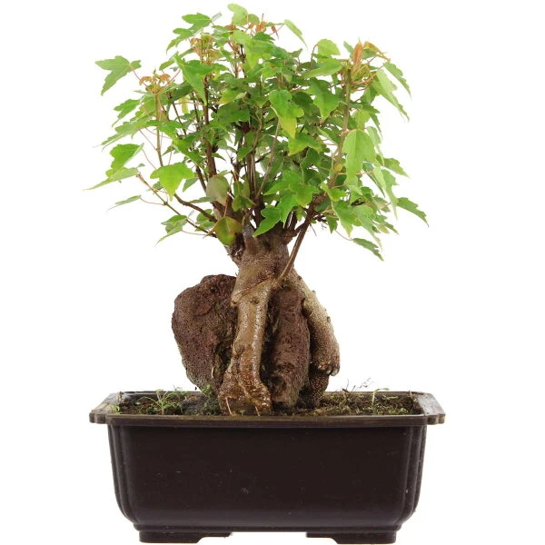 Dreispitzahorn, Bonsai, 11 Jahre, 27cm 3 Dreispitzahorn, Bonsai, 11 Jahre, 27cm