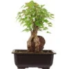 Dreispitzahorn, Bonsai, 11 Jahre, 28cm 1 Dreispitzahorn, Bonsai, 11 Jahre, 28cm -Pflanzen-Bonsai-Shop oacebue111 45