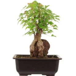 Dreispitzahorn, Bonsai, 11 Jahre, 28cm