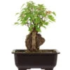 Dreispitzahorn, Bonsai, 11 Jahre, 26cm 1 Dreispitzahorn, Bonsai, 11 Jahre, 26cm -Pflanzen-Bonsai-Shop oacebue111 46