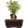 Dreispitzahorn, Bonsai, 11 Jahre, 25cm -Pflanzen-Bonsai-Shop oacebue111 52