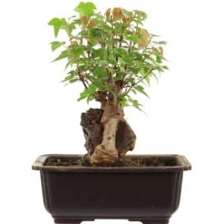 Dreispitzahorn, Bonsai, 11 Jahre, 25cm