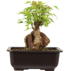 Dreispitzahorn, Bonsai, 11 Jahre, 23cm