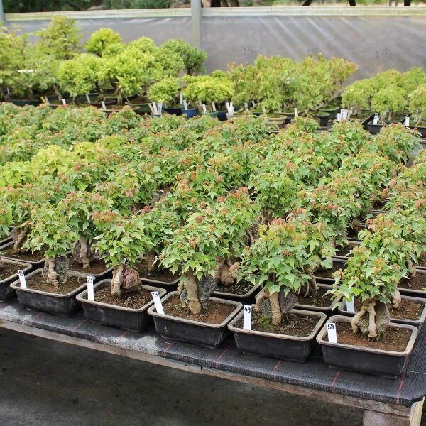 Dreispitzahorn, Bonsai, 11 Jahre, 23cm 4 Dreispitzahorn, Bonsai, 11 Jahre, 23cm – Bild 2