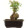 Dreispitzahorn, Bonsai, 11 Jahre, 25cm -Pflanzen-Bonsai-Shop oacebue112 09