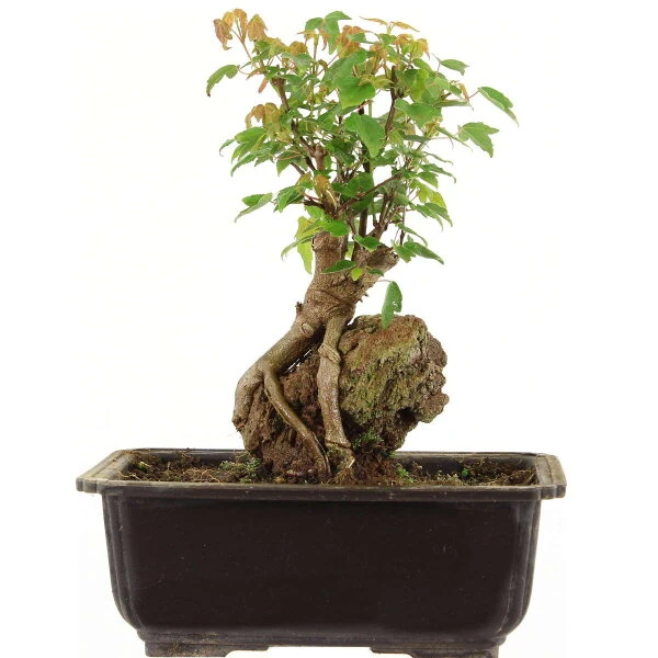 Dreispitzahorn, Bonsai, 11 Jahre, 25cm 3 Dreispitzahorn, Bonsai, 11 Jahre, 25cm