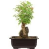 Dreispitzahorn, Bonsai, 11 Jahre, 29cm 1 Dreispitzahorn, Bonsai, 11 Jahre, 29cm -Pflanzen-Bonsai-Shop oacebue112 40