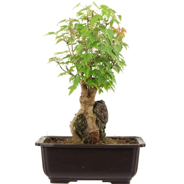 Dreispitzahorn, Bonsai, 11 Jahre, 29cm 3 Dreispitzahorn, Bonsai, 11 Jahre, 29cm