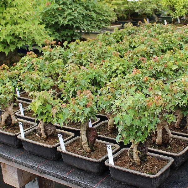 Dreispitzahorn, Bonsai, 11 Jahre, 29cm 4 Dreispitzahorn, Bonsai, 11 Jahre, 29cm – Bild 2