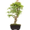 Dreispitzahorn, Bonsai, 12 Jahre, 40cm 1 Dreispitzahorn, Bonsai, 12 Jahre, 40cm -Pflanzen-Bonsai-Shop oacebue121 14