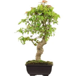 Dreispitzahorn, Bonsai, 12 Jahre, 40cm