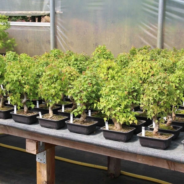 Dreispitzahorn, Bonsai, 14 Jahre, 39cm 4 Dreispitzahorn, Bonsai, 14 Jahre, 39cm – Bild 2