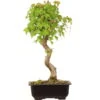 Dreispitzahorn, Bonsai, 14 Jahre, 40cm 2 Dreispitzahorn, Bonsai, 14 Jahre, 40cm -Pflanzen-Bonsai-Shop oacebue141 57