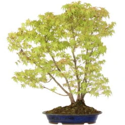 Japanischer Fächerahorn, Bonsai, 18 Jahre, 72cm