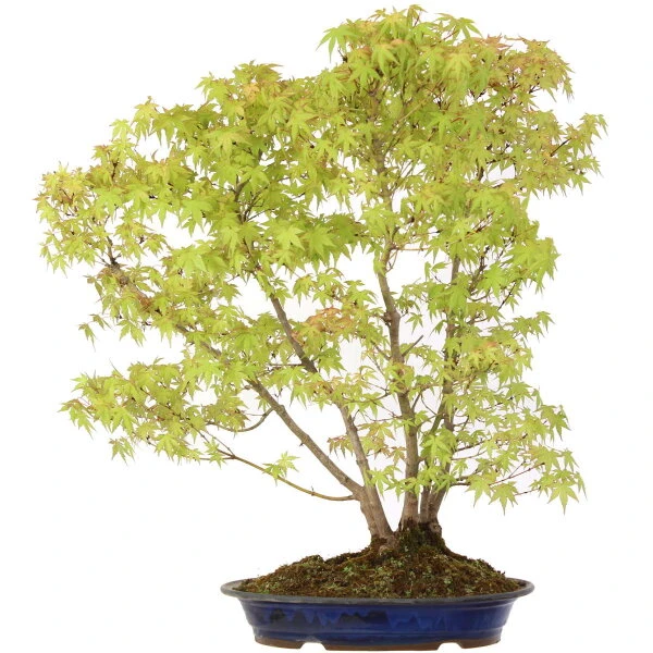 Japanischer Fächerahorn, Bonsai, 18 Jahre, 72cm 3 Japanischer Fächerahorn, Bonsai, 18 Jahre, 72cm