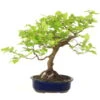 Europäische Hainbuche, Bonsai, 18 Jahre, 48cm -Pflanzen-Bonsai-Shop ocarbet151 04