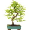 Europäische Hainbuche, Bonsai, 18 Jahre, 62cm -Pflanzen-Bonsai-Shop ocarbet151 06