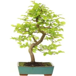 Europäische Hainbuche, Bonsai, 18 Jahre, 62cm