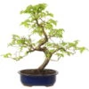 Europäische Hainbuche, Bonsai, 18 Jahre, 52cm -Pflanzen-Bonsai-Shop ocarbet151 07