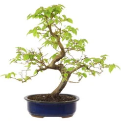 Europäische Hainbuche, Bonsai, 18 Jahre, 52cm