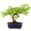 Europäische Hainbuche, Bonsai, 18 Jahre, 38cm -Pflanzen-Bonsai-Shop ocarbet151 08