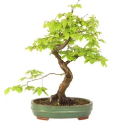 Europäische Hainbuche, Bonsai, 18 Jahre, 59cm