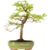 Europäische Hainbuche, Bonsai, 18 Jahre, 55cm 1 Europäische Hainbuche, Bonsai, 18 Jahre, 55cm -Pflanzen-Bonsai-Shop ocarbet151 10