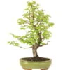 Europäische Hainbuche, Bonsai, 18 Jahre, 62cm -Pflanzen-Bonsai-Shop ocarbet151 16