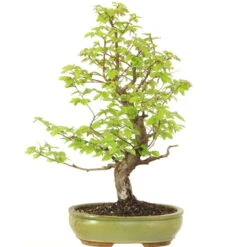 Europäische Hainbuche, Bonsai, 18 Jahre, 62cm