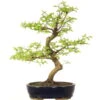 Europäische Hainbuche, Bonsai, 18 Jahre, 61cm -Pflanzen-Bonsai-Shop ocarbet151 23