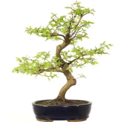 Europäische Hainbuche, Bonsai, 18 Jahre, 61cm