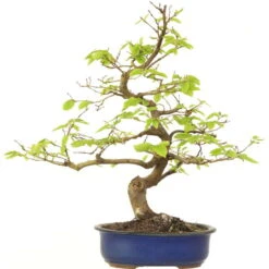Europäische Hainbuche, Bonsai, 18 Jahre, 58cm