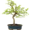 Europäische Hainbuche, Bonsai, 18 Jahre, 57cm -Pflanzen-Bonsai-Shop ocarbet151 33