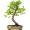 Europäische Hainbuche, Bonsai, 18 Jahre, 56cm -Pflanzen-Bonsai-Shop ocarbet151 34