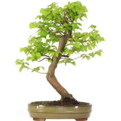Europäische Hainbuche, Bonsai, 18 Jahre, 56cm