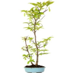 Japanische Hainbuche, Bonsai, 12 Jahre, 52cm