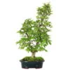 Japanische Hainbuche, Bonsai, 12 Jahre, 53cm -Pflanzen-Bonsai-Shop ocarlax121 15