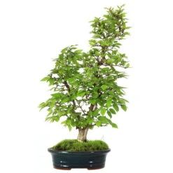 Japanische Hainbuche, Bonsai, 12 Jahre, 53cm