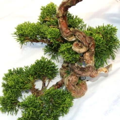 Chinesischer Wacholder, Bonsai, 20 Jahre, 32cm -Pflanzen-Bonsai-Shop ojunchi201 013