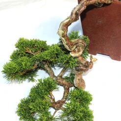 Chinesischer Wacholder, Bonsai, 20 Jahre, 32cm -Pflanzen-Bonsai-Shop ojunchi201 014