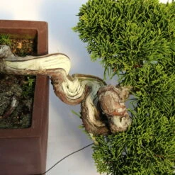 Chinesischer Wacholder, Bonsai, 20 Jahre, 22cm -Pflanzen-Bonsai-Shop ojunchi201 043
